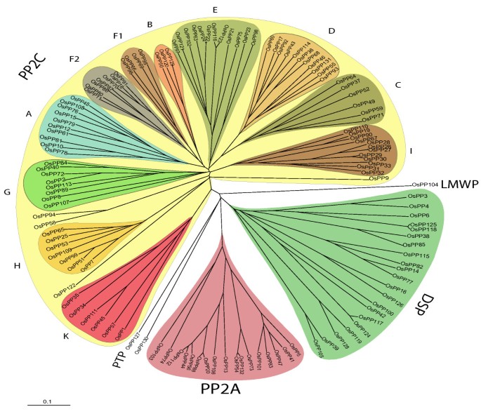 Protein phosphatase complement in rice: genome-wide identification and  transcriptional analysis under abiotic stress conditions and reproductive  development | BMC Genomics | Full Text