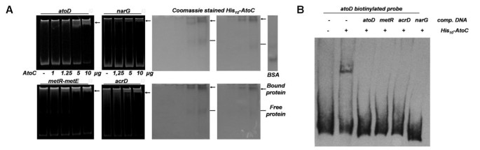 Escherichia coli genome-wide promoter analysis: Identification of  additional AtoC binding target elements | BMC Genomics | Full Text