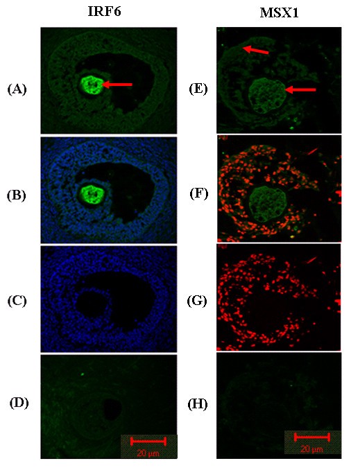 figure 21