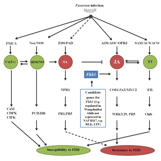 figure 11