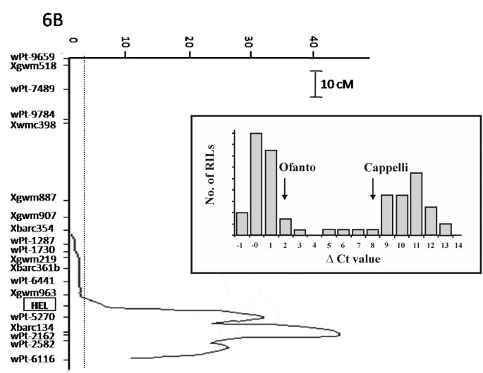 Different stress responsive strategies to drought and heat in two durum  wheat cultivars with contrasting water use efficiency | BMC Genomics | Full  Text