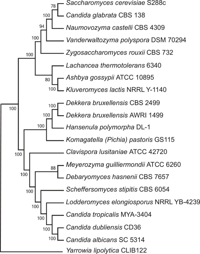 Sluiting Universiteit datum Genome sequence and analysis of methylotrophic yeast Hansenula polymorpha  DL1 | BMC Genomics | Full Text