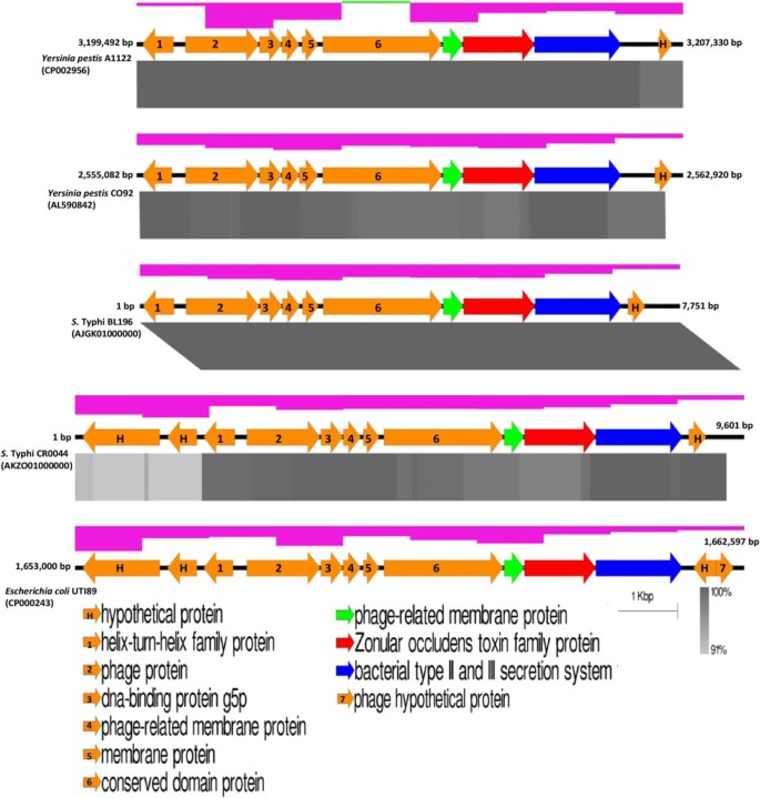 Comparative genomics of closely related Salmonella enterica 
