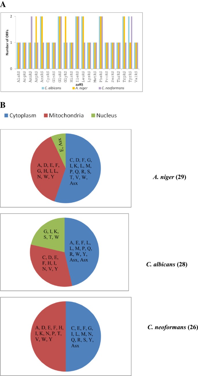 Novel And Unique Domains In Aminoacyl Trna Synthetases From Human Fungal Pathogens Aspergillus Niger Candida Albicans And Cryptococcus Neoformans Bmc Genomics Full Text