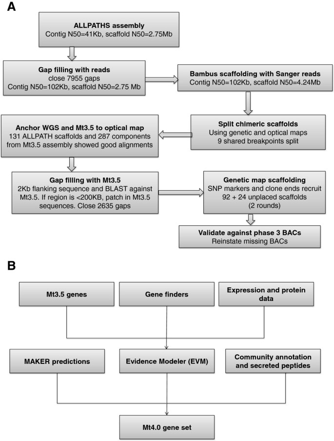 An improved genome release (version Mt4.0) for the model legume Medicago  truncatula | BMC Genomics | Full Text