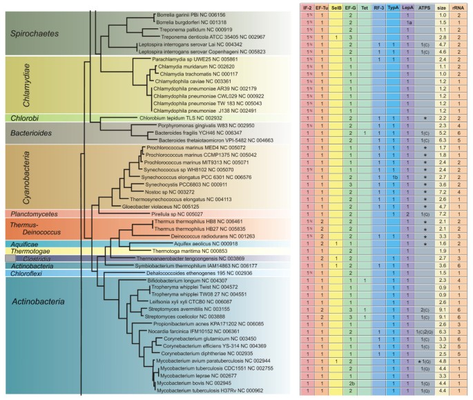 Phylogenetic distribution of translational GTPases in bacteria ...
