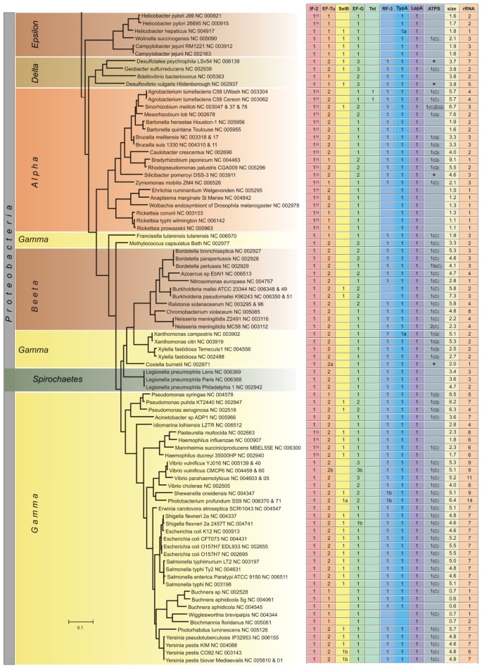 Phylogenetic distribution of translational GTPases in bacteria ...