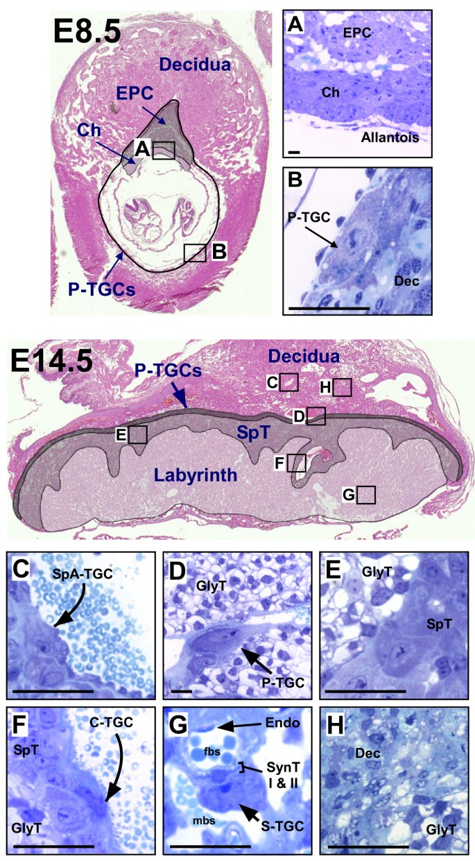 Relationships between homeoprotein EGAM1C and the expression of the  placental prolactin gene family in mouse placentae and trophoblast stem  cells in: Reproduction Volume 141 Issue 2 (2011)