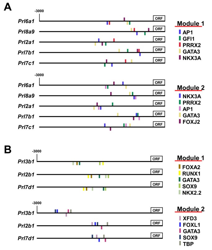 Relationships between homeoprotein EGAM1C and the expression of the  placental prolactin gene family in mouse placentae and trophoblast stem  cells in: Reproduction Volume 141 Issue 2 (2011)