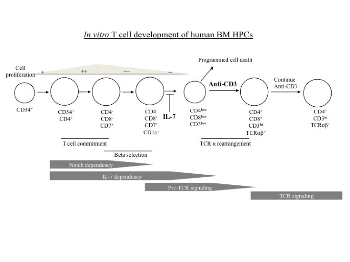 Cd3 Mature T Cells