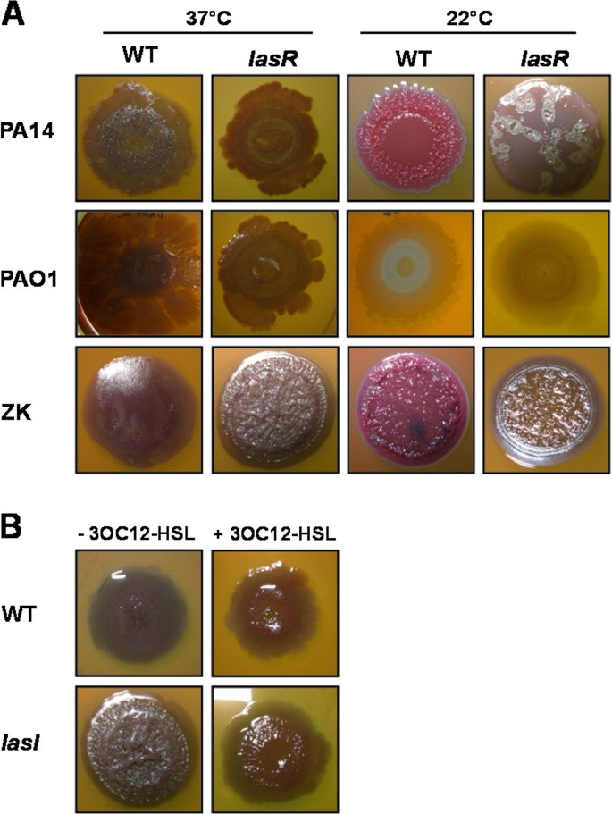 pseudomonas aeruginosa colony morphology