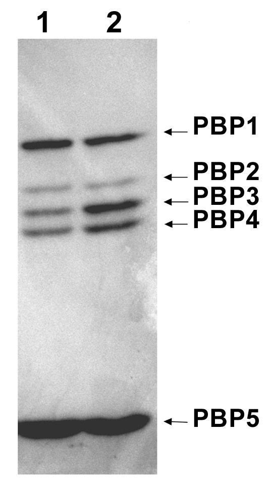 pbp3 is essential