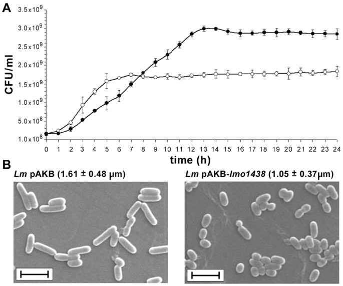 pbp3 ampicillin