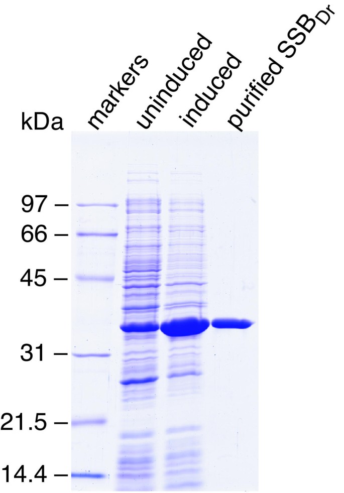 Crystal structure of the Deinococcus radiodurans single-stranded