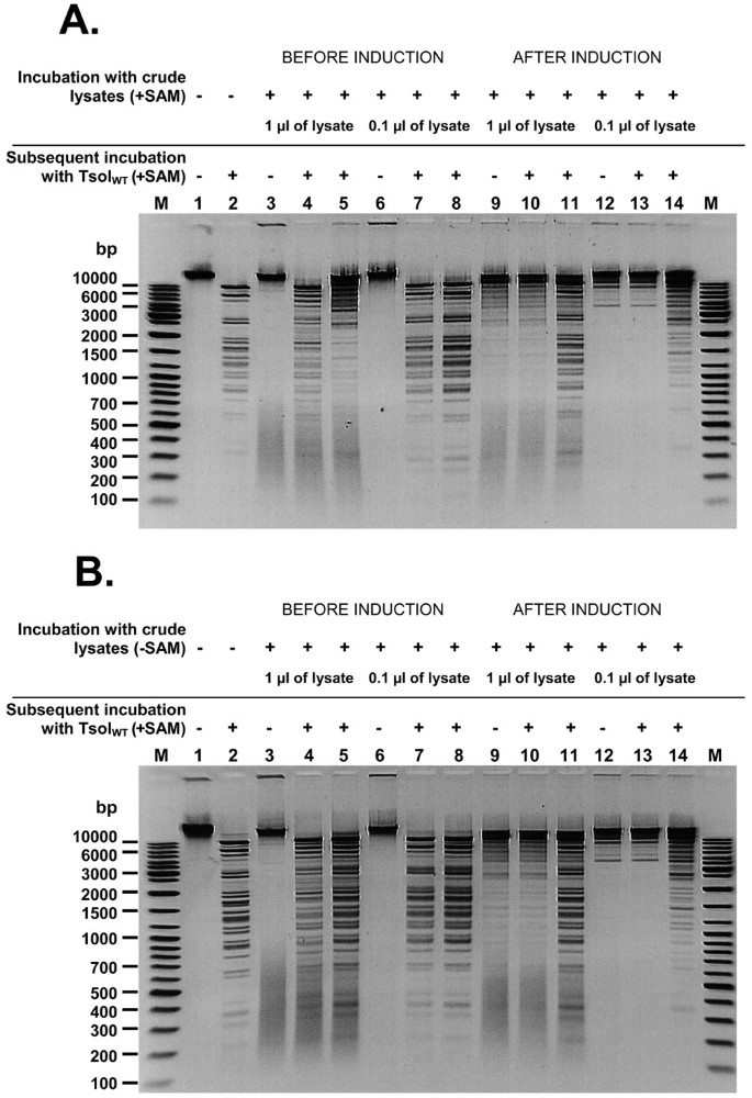 Three-stage biochemical selection: cloning of prototype class IIS/IIC/IIG  restriction endonuclease-methyltransferase TsoI from the thermophile  Thermus scotoductus | BMC Molecular Biology | Full Text