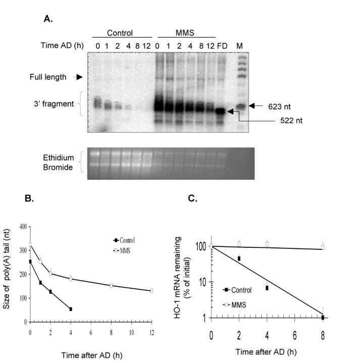 Regulation of heme oxygenase-1 mRNA deadenylation and turnover in NIH3T3  cells by nitrosative or alkylation stress | BMC Molecular Biology | Full  Text