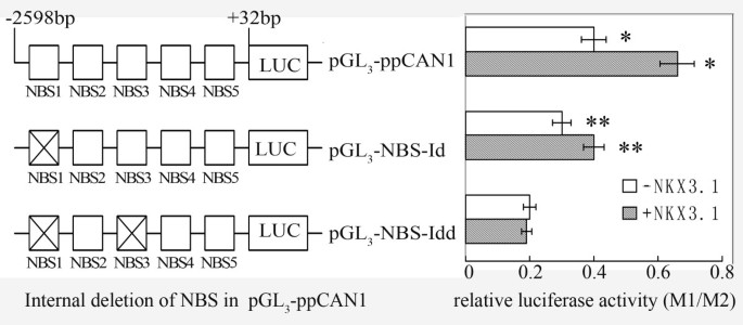Characterization Of Two Functional Nkx3 1 Binding Sites Upstream Of The Pcan1 Gene That Are Involved In The Positive Regulation Of Pcan1 Gene Transcription Bmc Molecular Biology Full Text