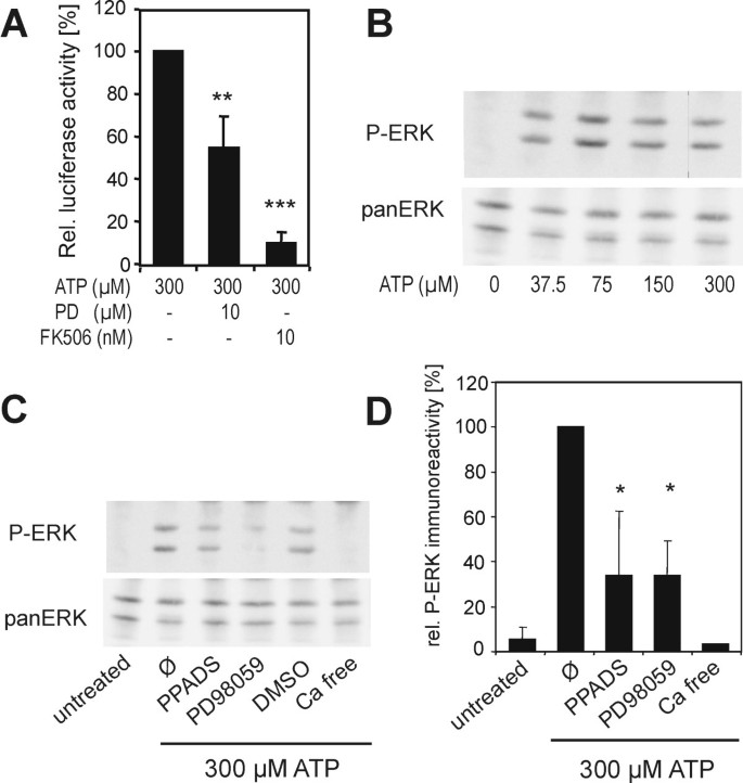 Extracellular ATP activates NFAT-dependent gene expression in ...