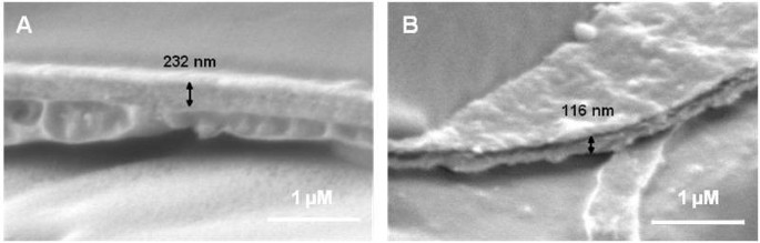 figure2GydF4y2Ba