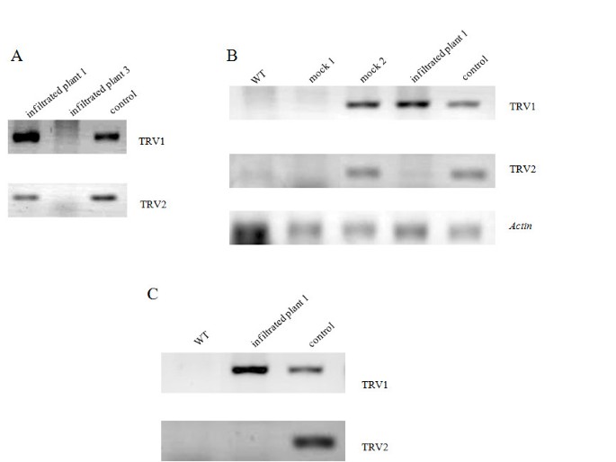 Multiple Evidence For The Role Of An Ovate Like Gene In Determining Fruit Shape In Pepper Bmc Plant Biology Full Text