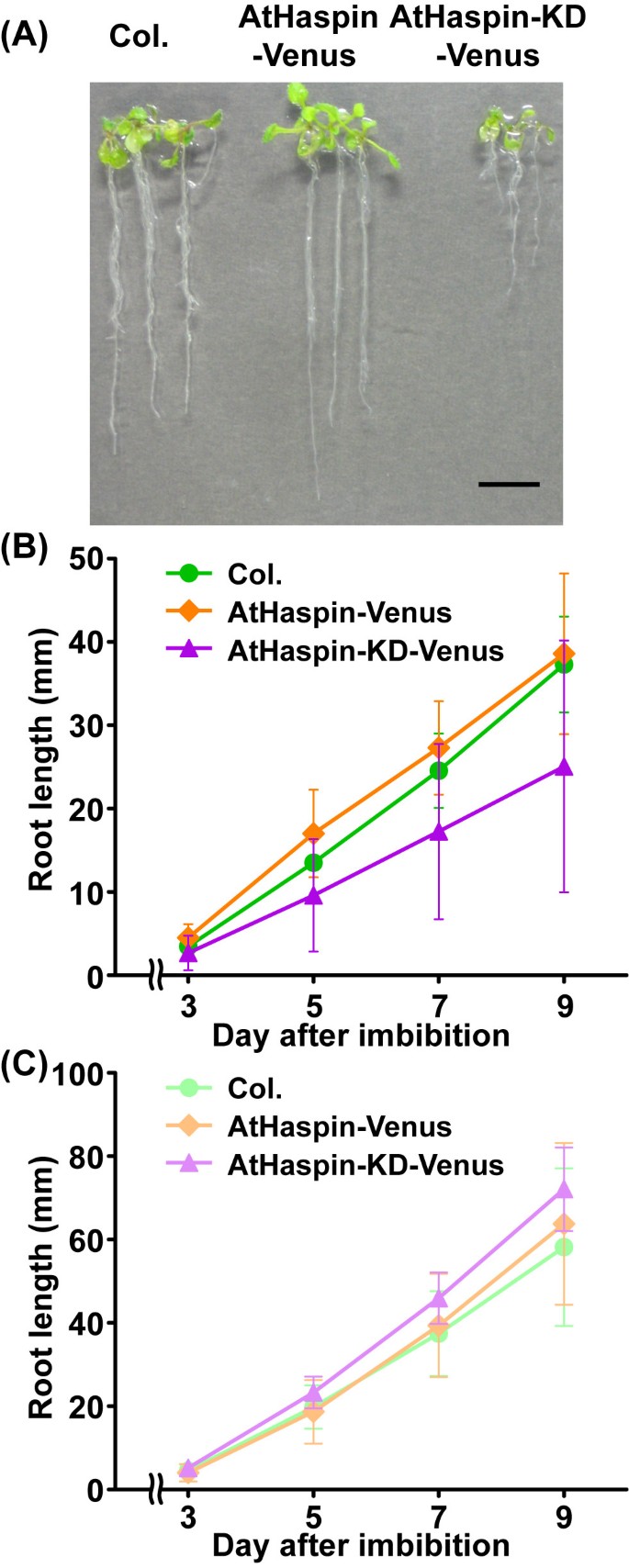 figure6