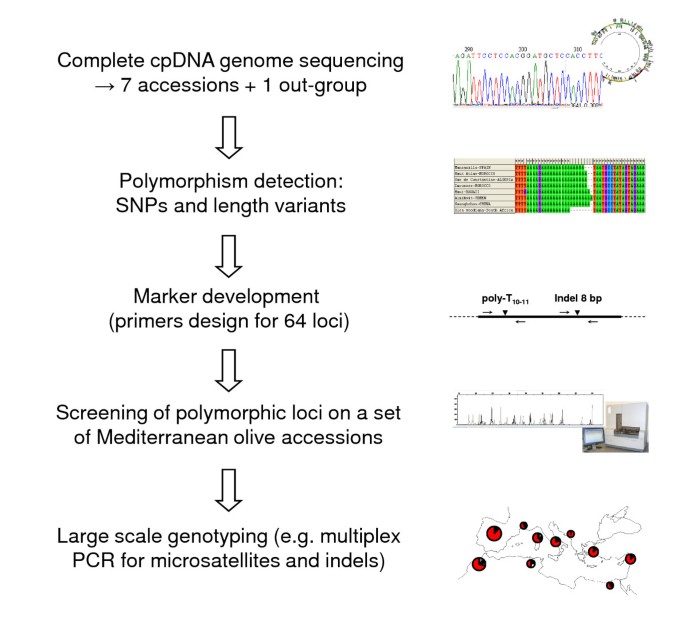 Genomic profiling of plastid DNA variation in the Mediterranean olive tree  | BMC Plant Biology | Full Text