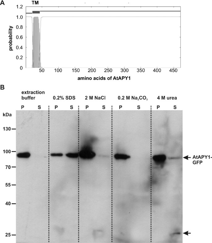 The Arabidopsis apyrase AtAPY1 is 