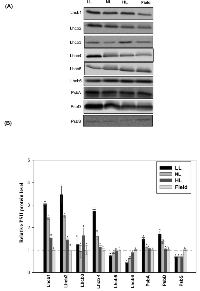 figure6