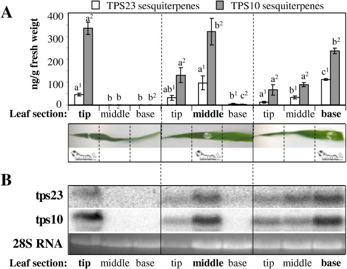 Localization of sesquiterpene formation and emission in maize leaves after  herbivore damage | BMC Plant Biology | Full Text