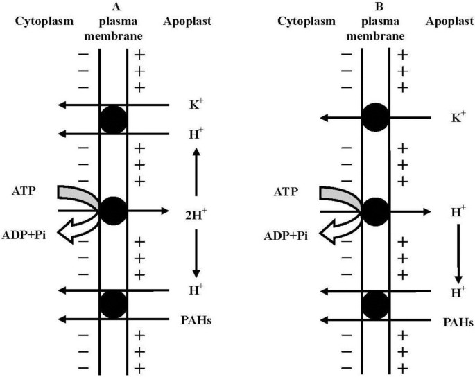 figure5