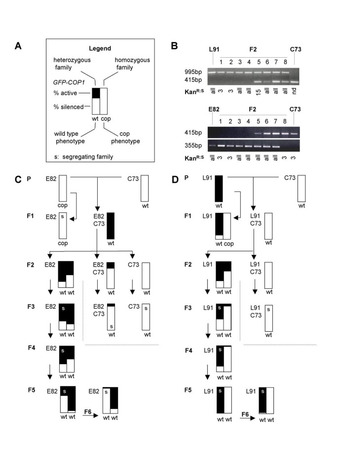 图5.gydF4y2Ba