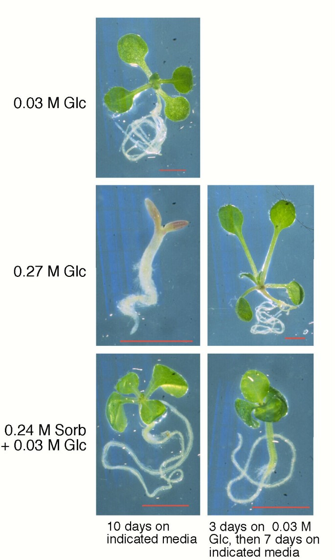 figure5gydF4y2Ba