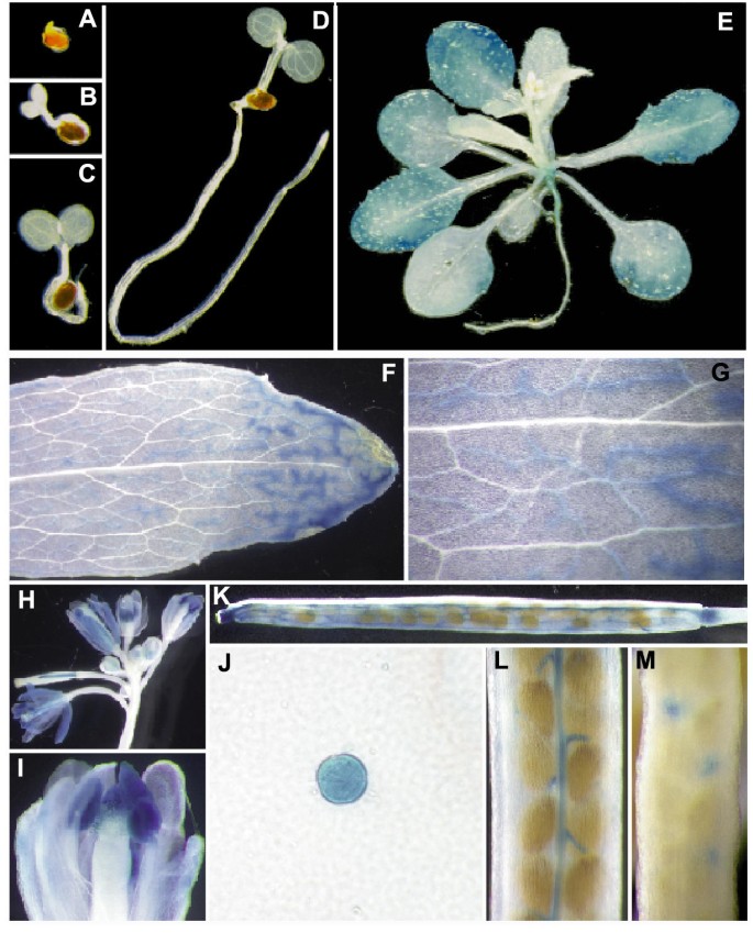 figure5
