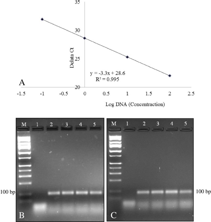 Sensitivity Of A Real Time Pcr Method For The Detection Of Transgenes In A Mixture Of Transgenic And Non Transgenic Seeds Of Papaya Carica Papayal Bmc Biotechnology Full Text