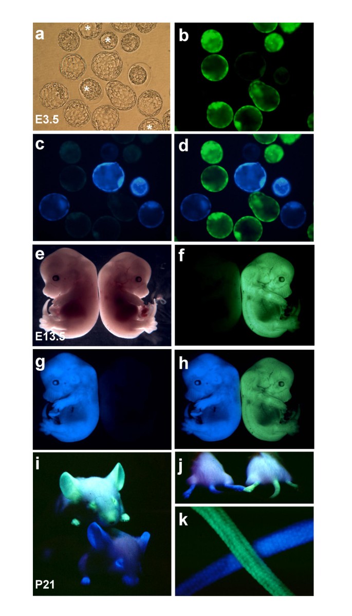 Transgenic Mice Expressing Green Fluorescent Protein under the