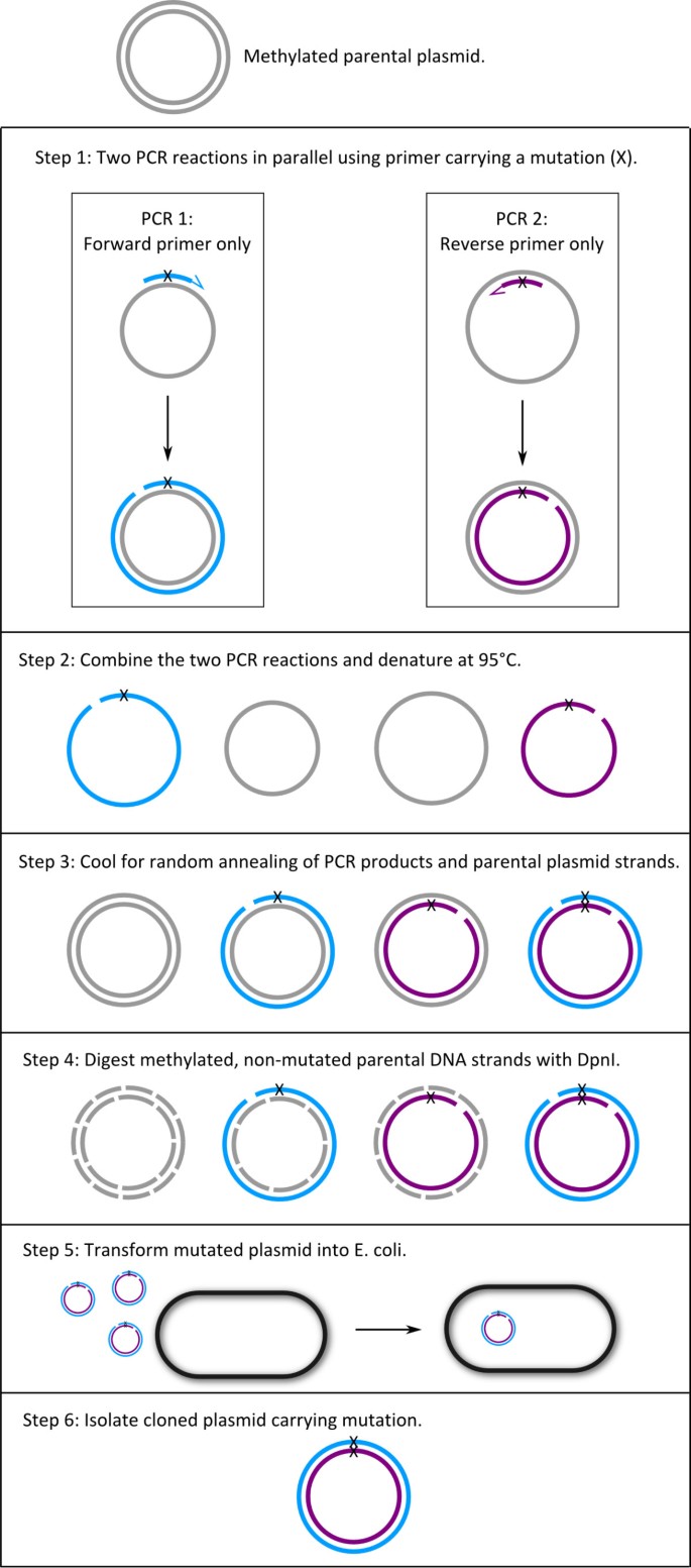 Simple and efficient site-directed mutagenesis using two single