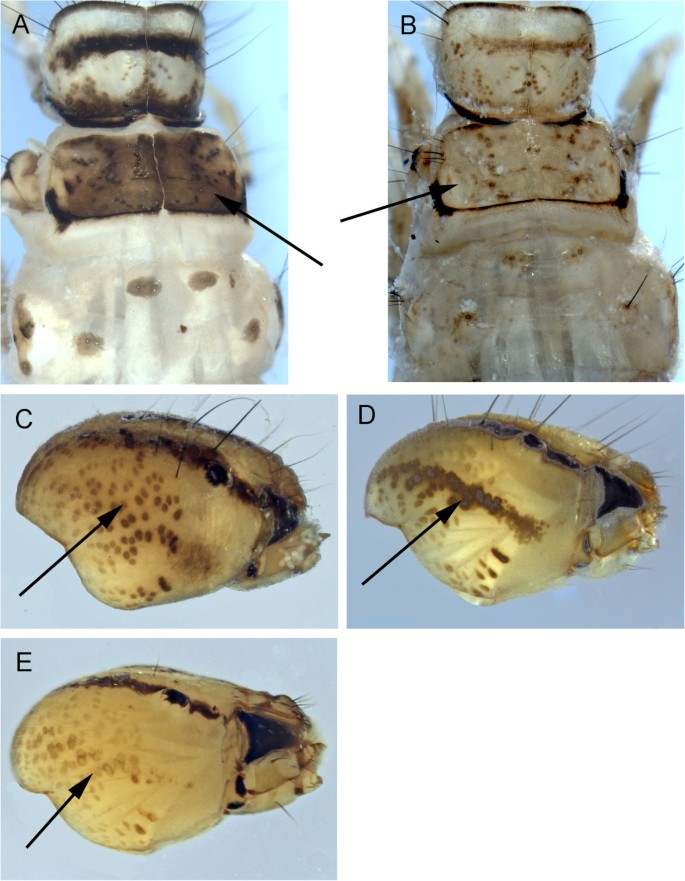 figure 17