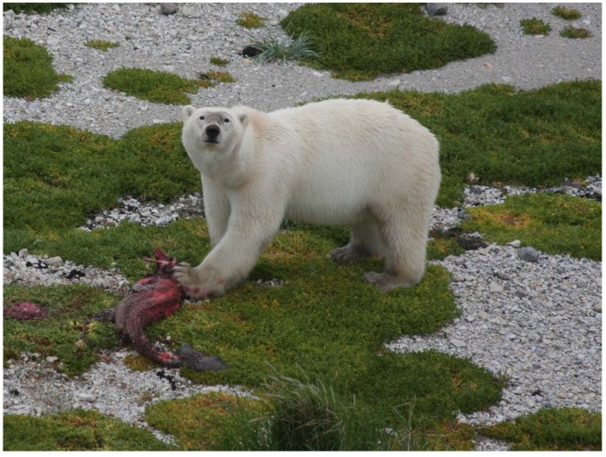 Dietary Composition And Spatial Patterns Of Polar Bear Foraging On