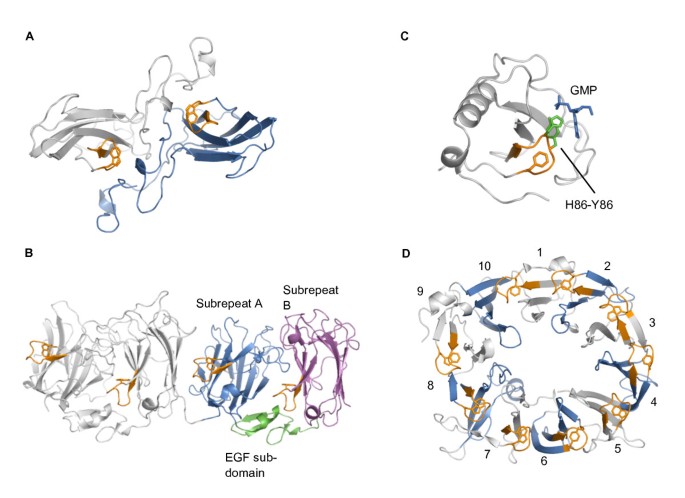 Sequence and structural analysis of the Asp-box motif and Asp-box  beta-propellers; a widespread propeller-type characteristic of the Vps10  domain family and several glycoside hydrolase families | BMC Structural  Biology | Full Text