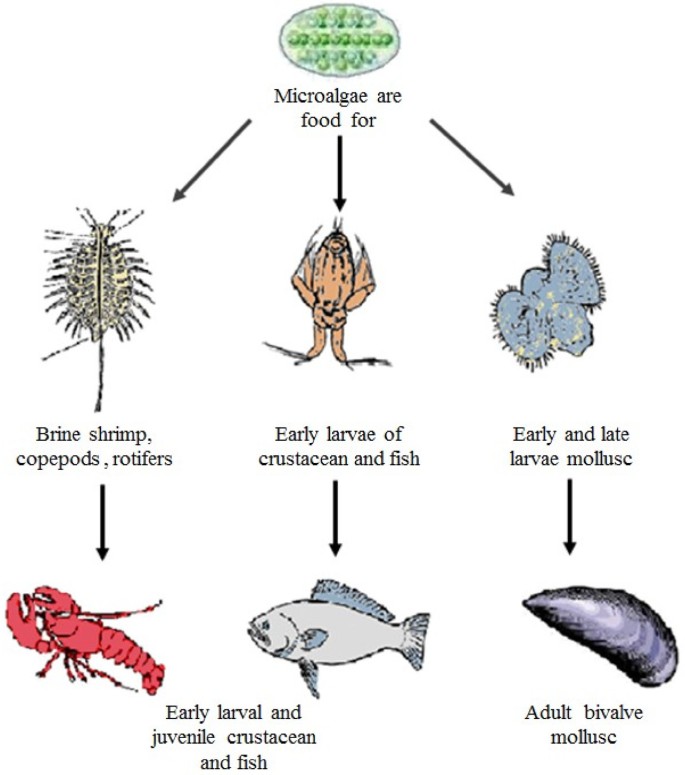 Cultivable coastal water species of Fishes, Crustaceans, Mollusks,  Seaweeds.pdf