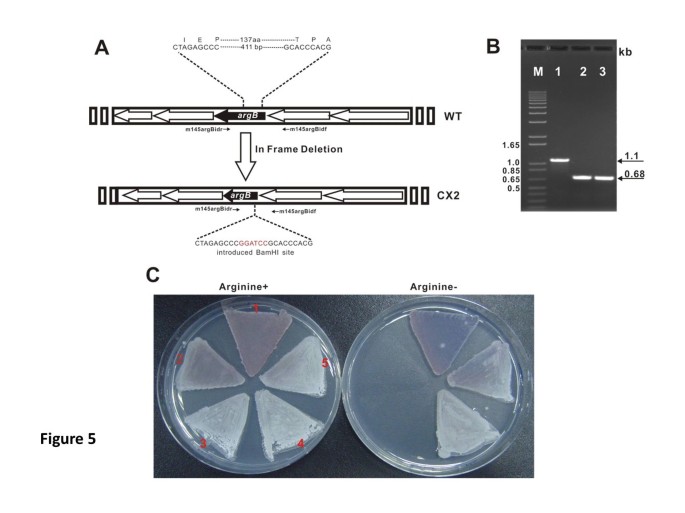 figure 5