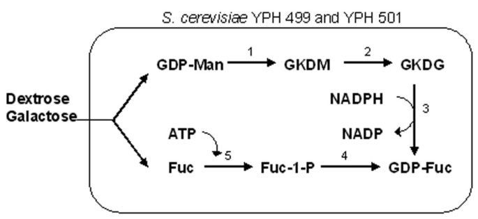 figure 8