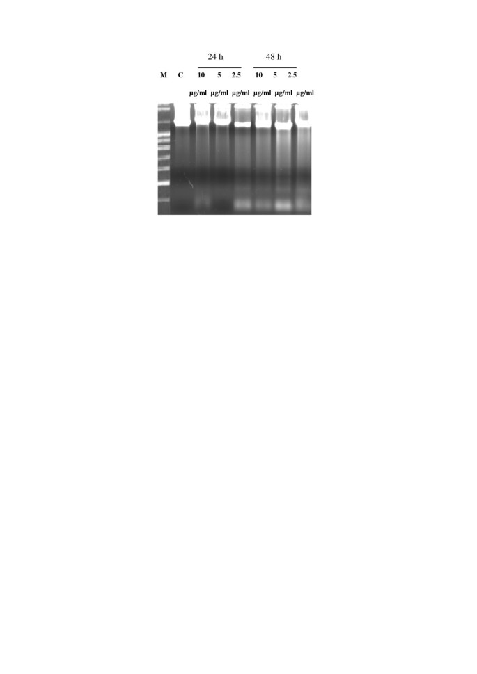 Investigation of the way induced by digallic acid in human lymphoblastoid TK6 cells | Cancer Cell International | Full Text