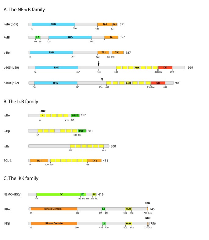 The complexity of NF-κB signaling in inflammation and cancer | Molecular  Cancer | Full Text