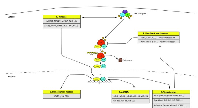 The complexity of NF-κB signaling in inflammation and cancer | Molecular  Cancer | Full Text