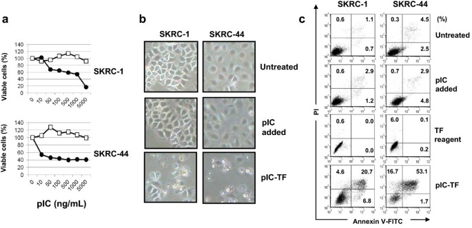 Transfection of poly(I:C) can induce reactive oxygen species-triggered  apoptosis and interferon-β-mediated growth arrest in human renal cell  carcinoma cells via innate adjuvant receptors and the 2-5A system |  Molecular Cancer | Full