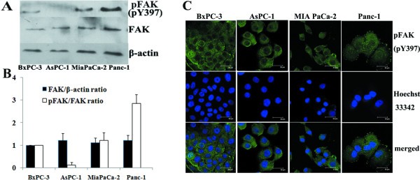 Intrinsic Chemoresistance To Gemcitabine Is Associated With Constitutive And Laminin Induced Phosphorylation Of Fak In Pancreatic Cancer Cell Lines Molecular Cancer Full Text