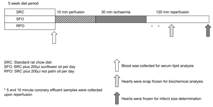 Dietary red palm oil supplementation reduces myocardial infarct 