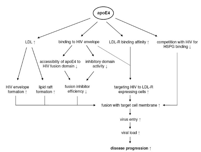 Apolipoprotein E genotype and hepatitis C, HIV and herpes simplex disease  risk: a literature review | Lipids in Health and Disease | Full Text