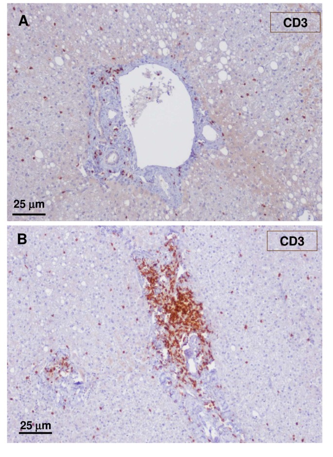 figure 24